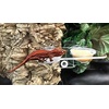 image:imagePangea Acrylic Suction Cup Gecko Feeder Ledge Small for Lizards and Reptiles