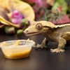 image:imagePangea Fruit Mix Apricot Complete Crested Gecko Food 2 ozBanana
