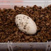 image:imagePangea Hatch Premium Reptile Egg Incubation Substrate 2 lb2 lb