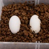 image:imagePangea Hatch Premium Reptile Egg Incubation Substrate 2 lb4 lb