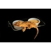 image:imagePangea Magnetic Gecko Ledge Acrylic Large for Reptile Terrarium Habitat
