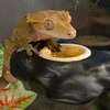 image:imagePangea Small 05oz Paper Gecko Food amp Water Cups 100 ct
