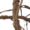 image:imagePangea Reptile Ultimate Vine for Terrarium Habitat GreenBrown