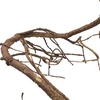 image:imagePangea Reptile Ultimate Vine for Terrarium Habitat GreenBrown