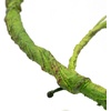 image:imagePangea Reptile Ultimate Vine for Terrarium Habitat GreenGreen