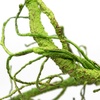 image:imagePangea Reptile Ultimate Vine for Terrarium Habitat GreenGreen