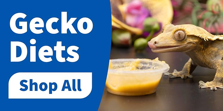 Pangea Reptile | Premium Gecko Diet & Reptile Supplies,Professional Care for Passionate Keepers