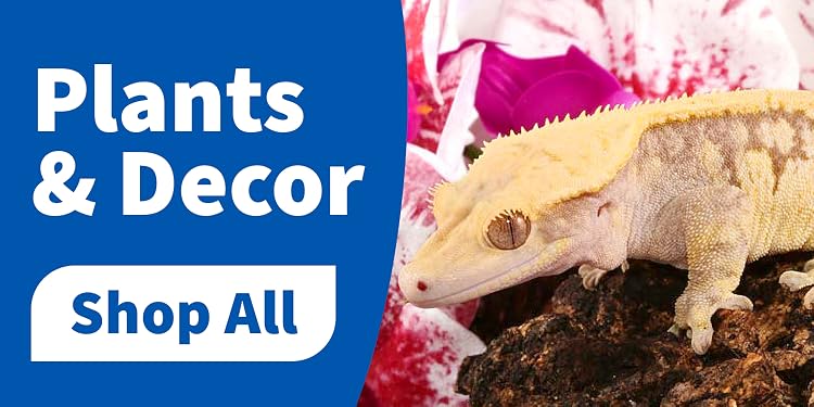 Pangea Reptile | Premium Gecko Diet & Reptile Supplies,Professional Care for Passionate Keepers