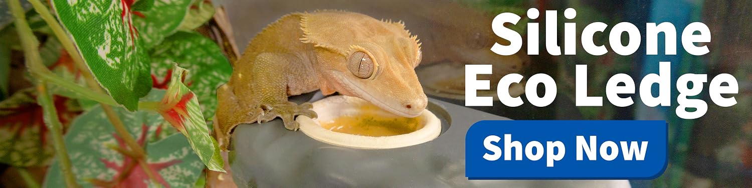 Pangea Reptile | Premium Gecko Diet & Reptile Supplies,Professional Care for Passionate Keepers